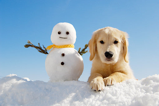 Grooming Dogs for Winter Weather