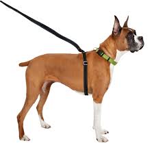 Thunder Leash