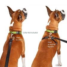 Thunder Leash