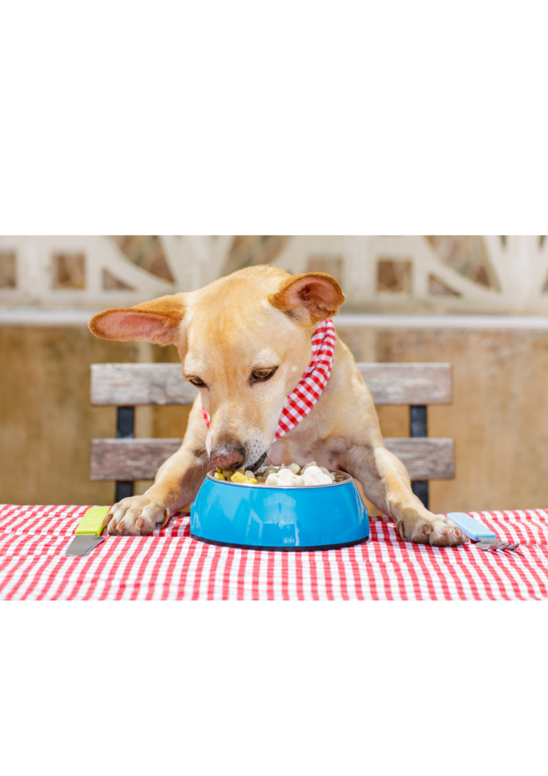 Cool Treats for Hot Dogs: Pup-Safe Frozen Snacks to Beat the Heat!