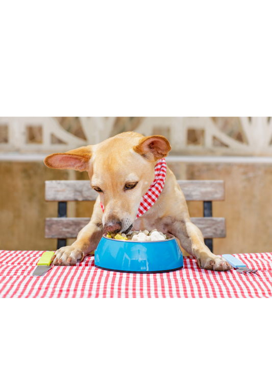 Cool Treats for Hot Dogs: Pup-Safe Frozen Snacks to Beat the Heat!