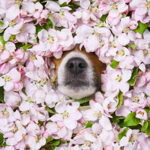 Pet-safe Gardening Tips