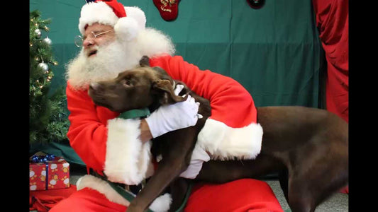 Photos With Santa: Are They Right For Your Dog?