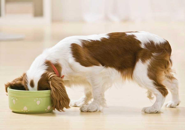 Dog Food