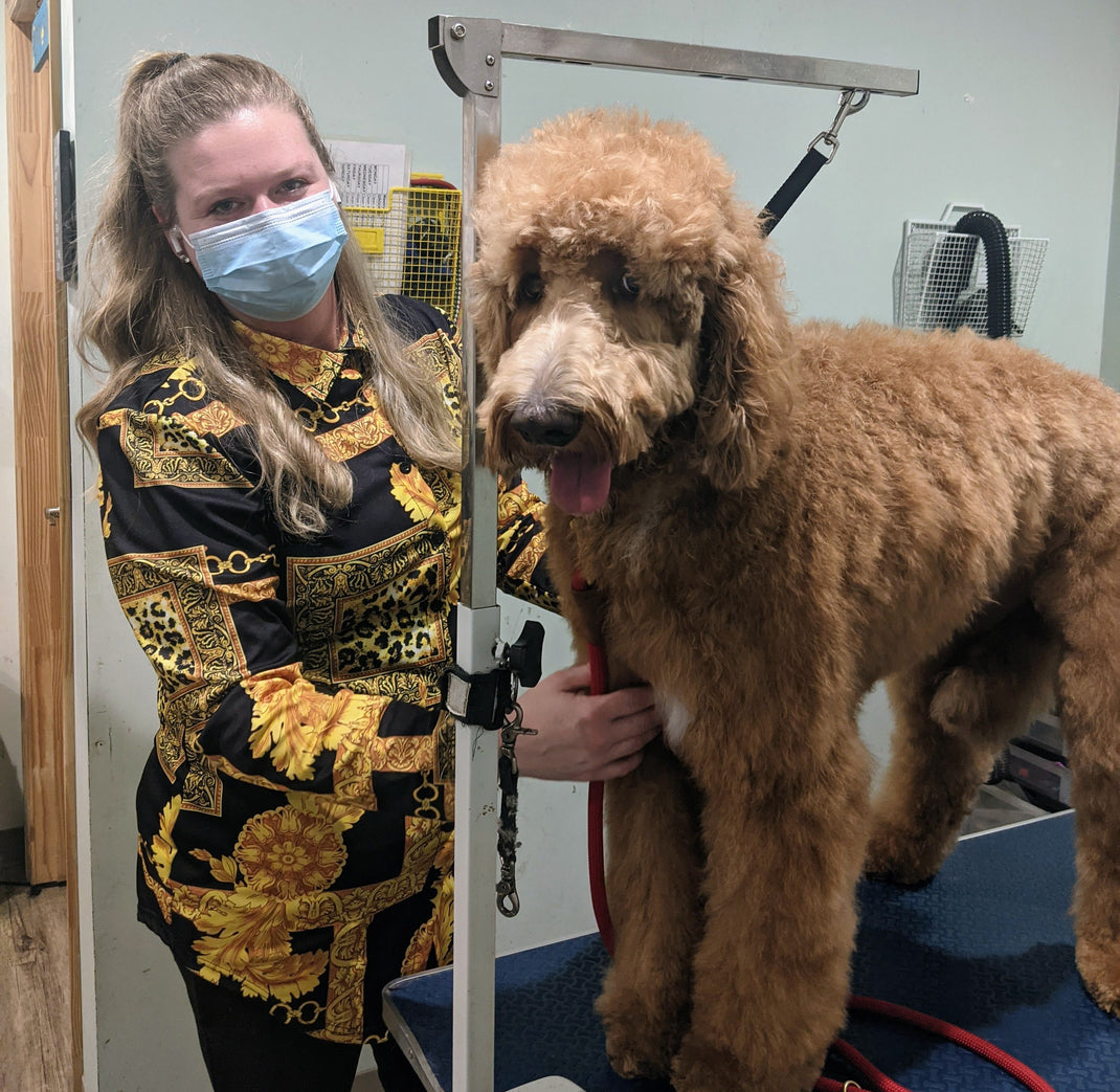 Pet store Edwardsville, Pet bakery, dog groomer Edwardsville Whisker