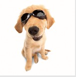 Doggles